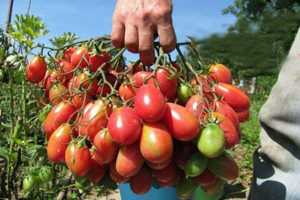 Tomat Chio Chio San: foto, grunnleggende informasjon om tomater