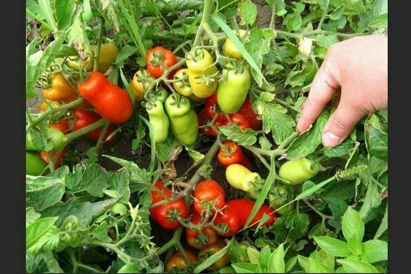 Tomatgnome: beskrivelse av sorten, avlingstyper