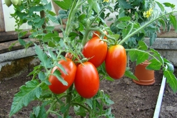 Pomidoras Kasparas
