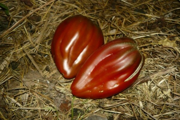Paprika od rajčice