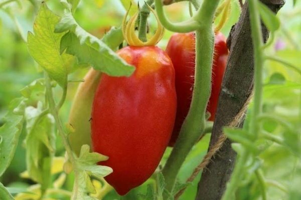 Tomatpepper