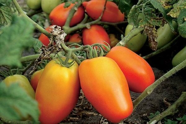 Pomidorų pipirai