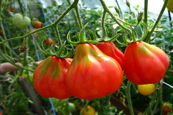 paradajkový hľuzovka