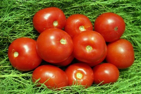 Volgograd -tomat: kort om tomater