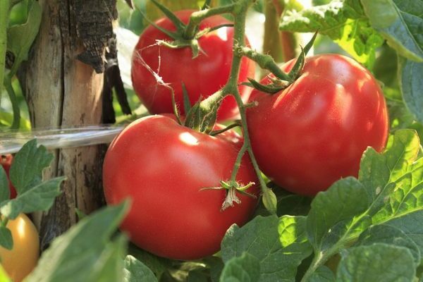 Tomate Volgograd : tout ce que vous devez savoir sur les tomates Vologda