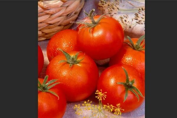 Volgogradská paradajka: opis charakteristických znakov