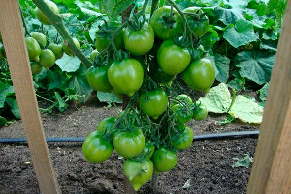 Jubilee tomato tarasenko