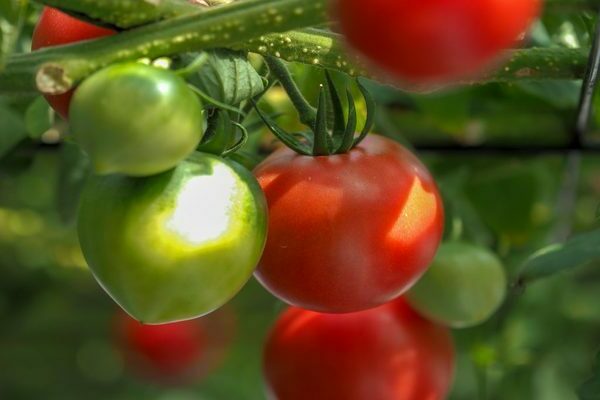 Jubilee tomato tarasenko