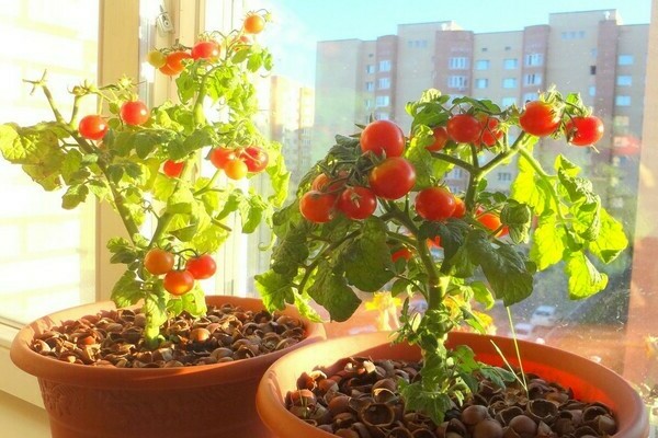 Tomatoes in the apartment