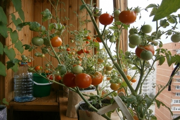 Tomatoes in the apartment