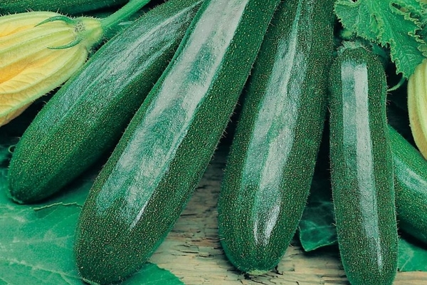 zucchini variety of tsukesh