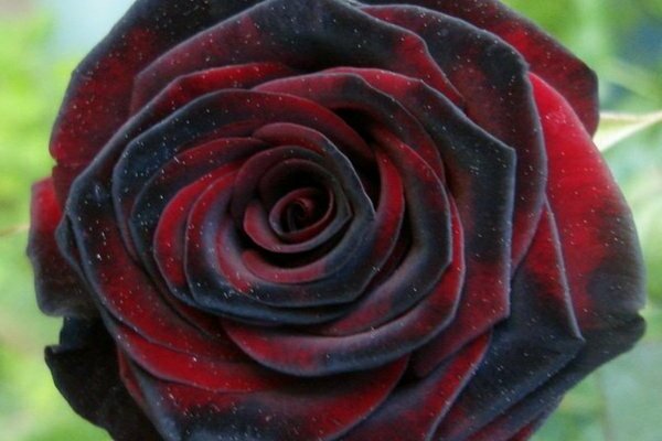 rose black magic