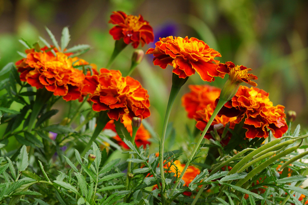 flores de caléndula