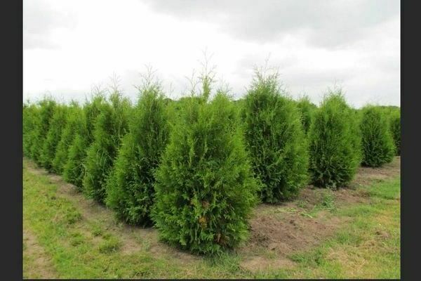 Thuja in the Urals: landing. What thuja to grow in the Urals