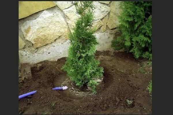 Thuja in the Urals: planting and care according to the rules
