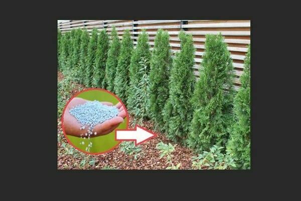 Thuja in the Urals: care, recommendations for growing