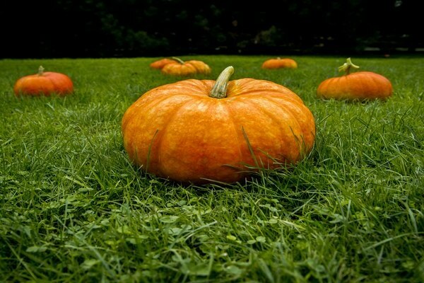 pumpkin planting and care