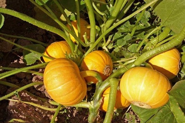 Orange bush pumpkin