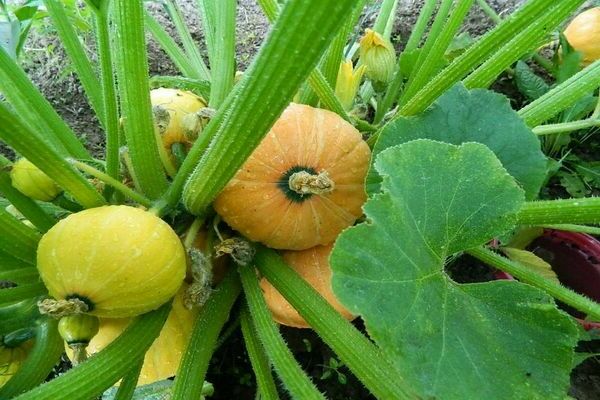Bush pumpkin