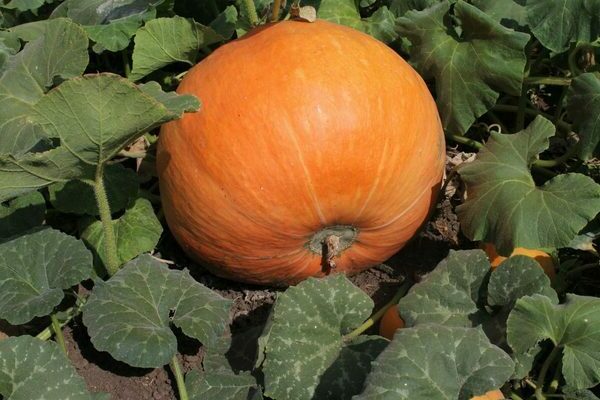 Bush pumpkin
