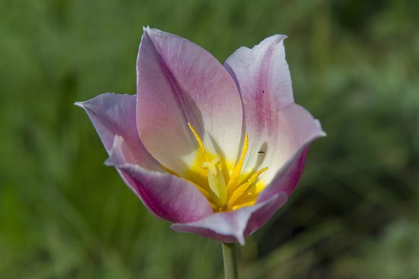 Schrenck's tulip