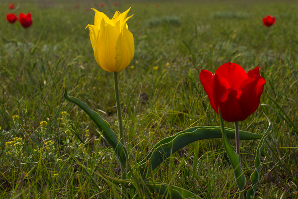 Schrenckův tulipán