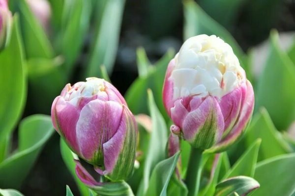 Glace tulipe: description