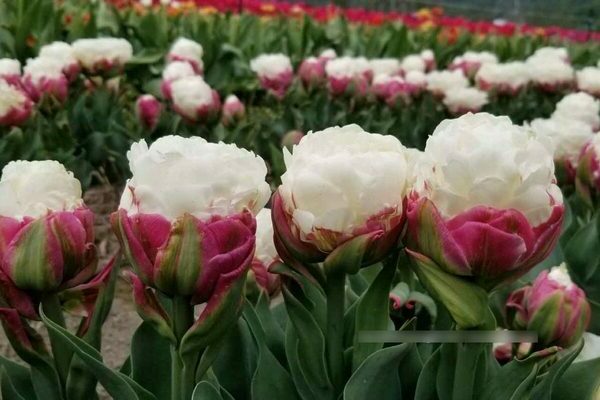Glace tulipe: description
