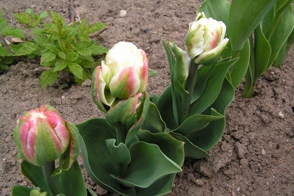 Fotografie tulipánové zmrzliny, pravidla výsadby