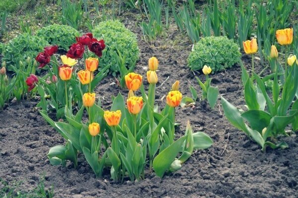 Starostlivosť o tulipány