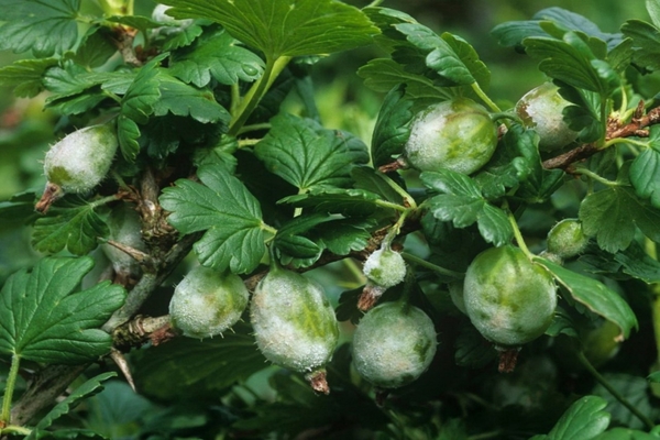 why gooseberry berries fall before ripening