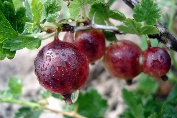 плодовете падат върху цариградско грозде