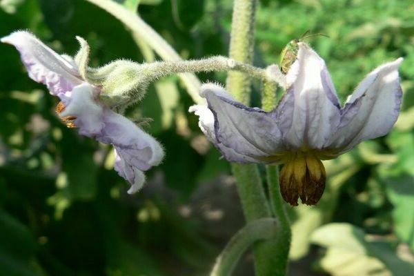 Eggplant has flowers falling