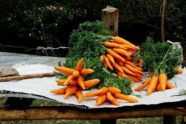 récolte de carottes
