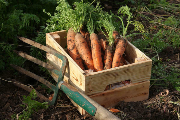harvesting carrots