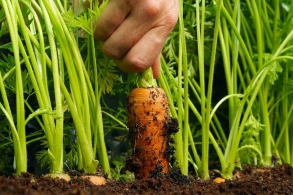Karotten-Erntezeit