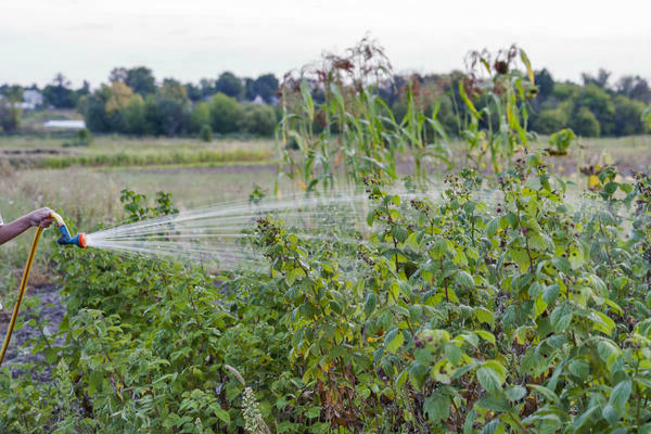 Caring for remontant raspberries: watering