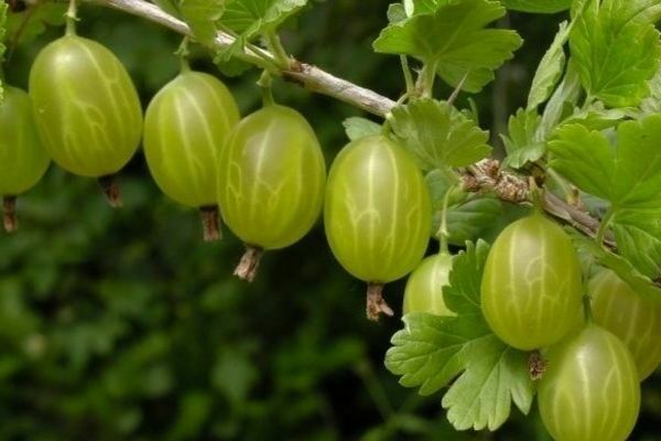 stikkelsbær Ural druer