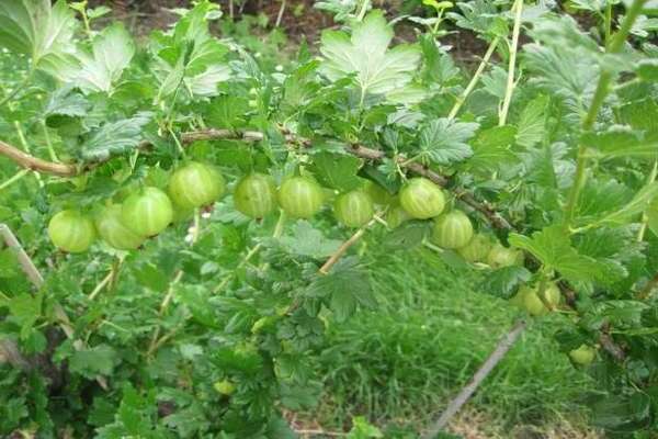 stikkelsbær Ural druer beskrivelse