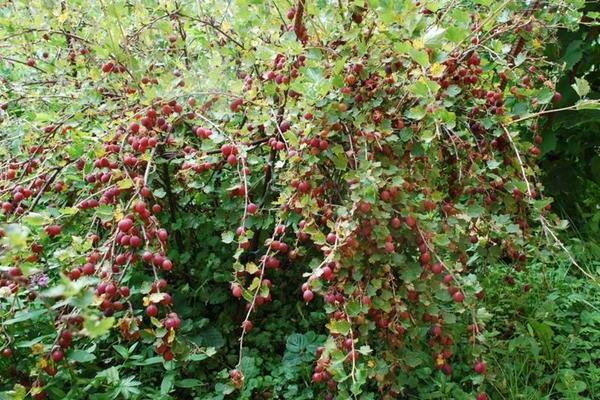 gooseberry ural grapes