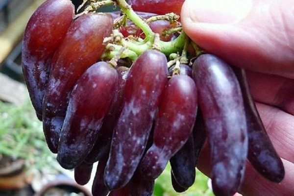 grape variety witches fingers