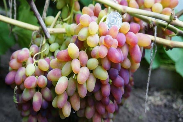 arched grape variety description