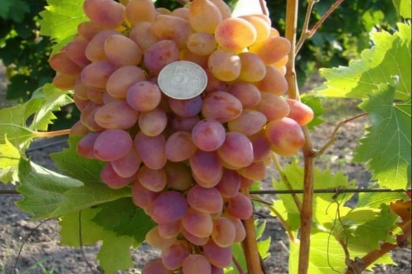 grape arched photo