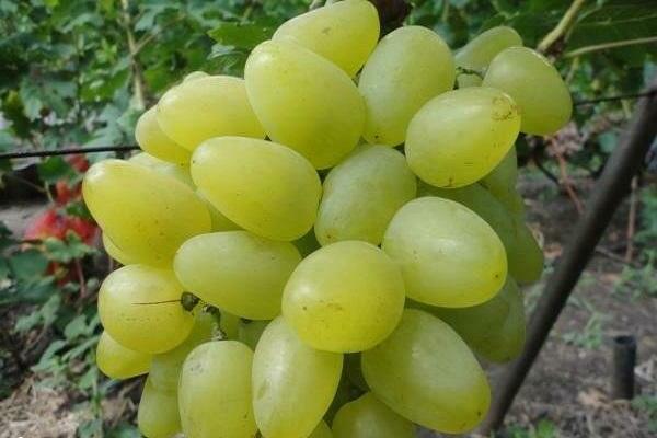 Bazhena druer