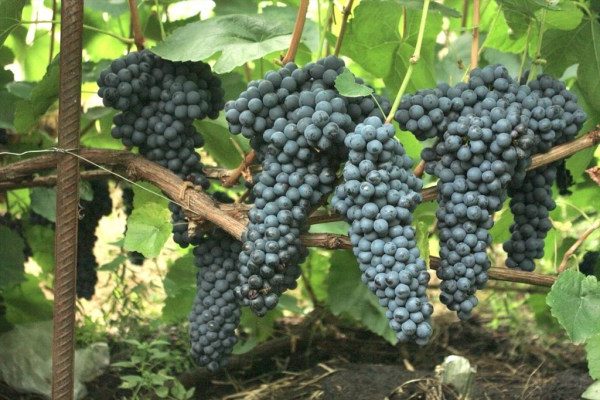 grapes in memory of Dombkovskaya reviews