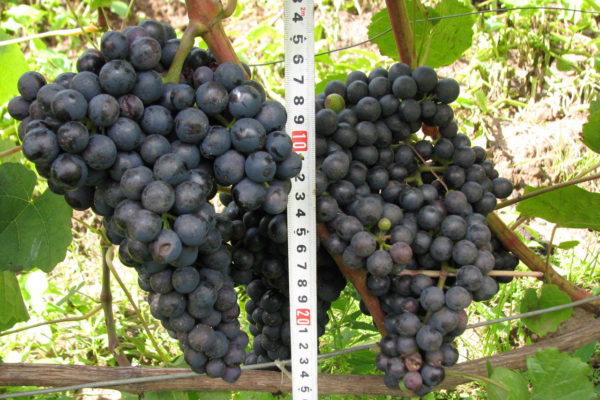grožđe u spomen na opis sorte Dombkovskaya