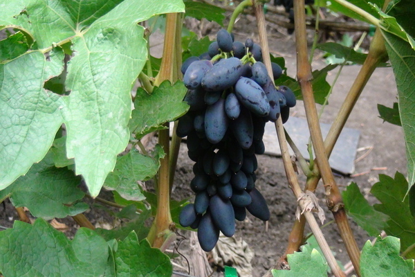 grape variety academician