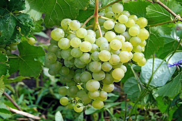 grape variety aleshenkin