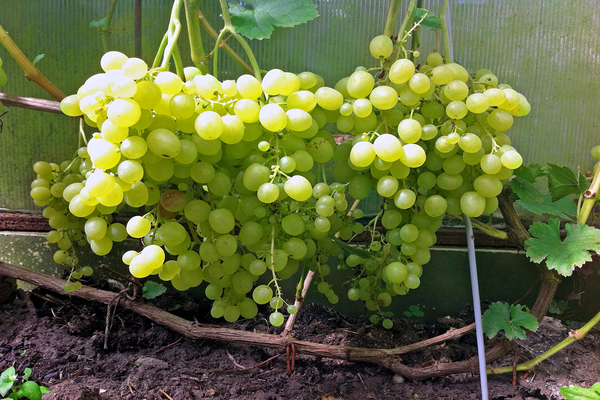 grapes in the suburbs