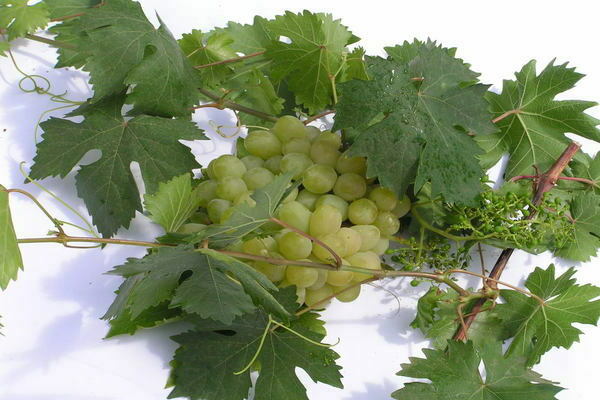 penerangan pelbagai jenis anggur aleshenkin